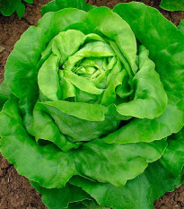 salt hlvkov Sylvesta - Lactuca sativa var. capitata Sylvesta