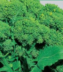 brokolice Cezar - Brassica oleracea var. italica Cezar