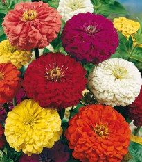 ostlka slin Giant - Zinnia elegans Giant