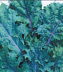 kedluben erven rusk - Brassica oleracea var. gongylodes erven rusk