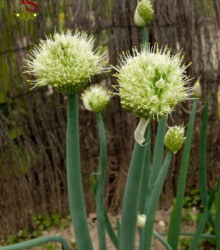 cibule zimní - Allium fistulosum