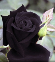 růže Maroon - Rosa Maroon