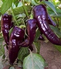 paprika set Marconi Purple - Capsicum annuum Marconi Purple