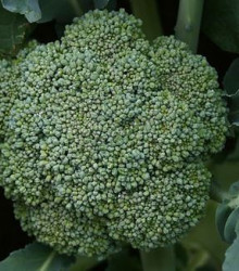 brokolice Leonora - Brassica oleracea var. italica Leonora