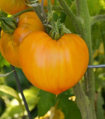 lilek raje Oranov jahoda - Solanum lycopersicum Oranov jahoda