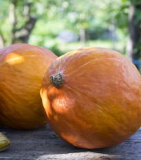 tykev obecn Uchiki Kuri - Cucurbita pepo Uchiki Kuri