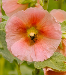 topolovka rov Chaters - Alcea rosea Chaters