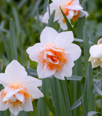 narcis Replete - Narcissus Replete