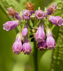 kostival lkask - Symphytum officinale