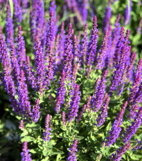 alvj hajn Blue Queen - Salvia nemorosa Blue Queen