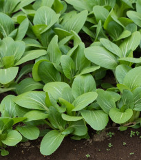 hoice nsk - Brassica rapa var. komatsuna