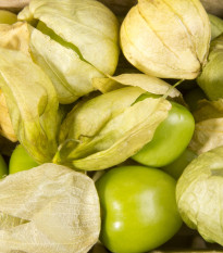 mochyn - Physalis ixocarpa