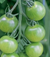 lilek raje Limetto F1 - Solanum lycopersicum Limetto F1