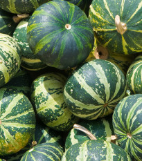 tykev - Cucurbita foetidissima