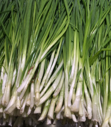 cibule kuchyňská Tokyo Long White - Allium cepa Tokyo Long White