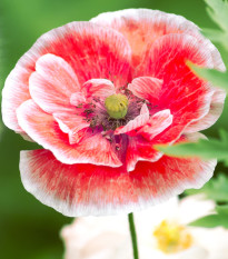mk vl - Papaver rhoeas