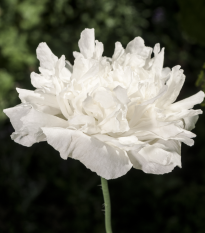 mk - Papaver paucifoliatum