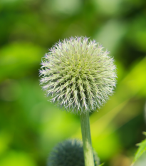 blotrn kulatohlav - Echinops sphaerocephalus