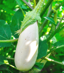 lilek vejcoplod Casper - Solanum melongena Casper