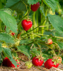 jahodnk zahradn Grandian F1 - Fragaria  ananassa Grandian F1