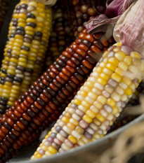kukuice set Amero - Zea mays Amero