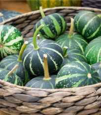 tykev obecn Piccolo F1 - Cucurbita pepo Piccolo F1