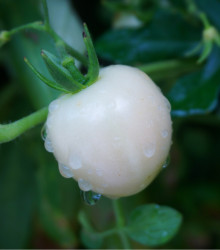 lilek raje Bl raje - Solanum lycopersicum Bl raje