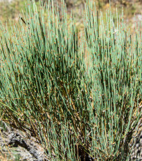 chvojnk nsk - Ephedra sinica