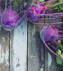 kedluben Purple Vienna - Brassica oleracea var. gongylodes Purple Vienna