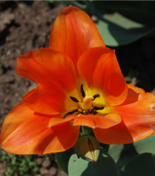 tulipn Orange Brilliant - Tulipa Orange Brilliant