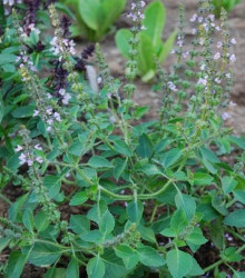 bazalka pravá Spice Basil - Ocimum basilicum Spice Basil