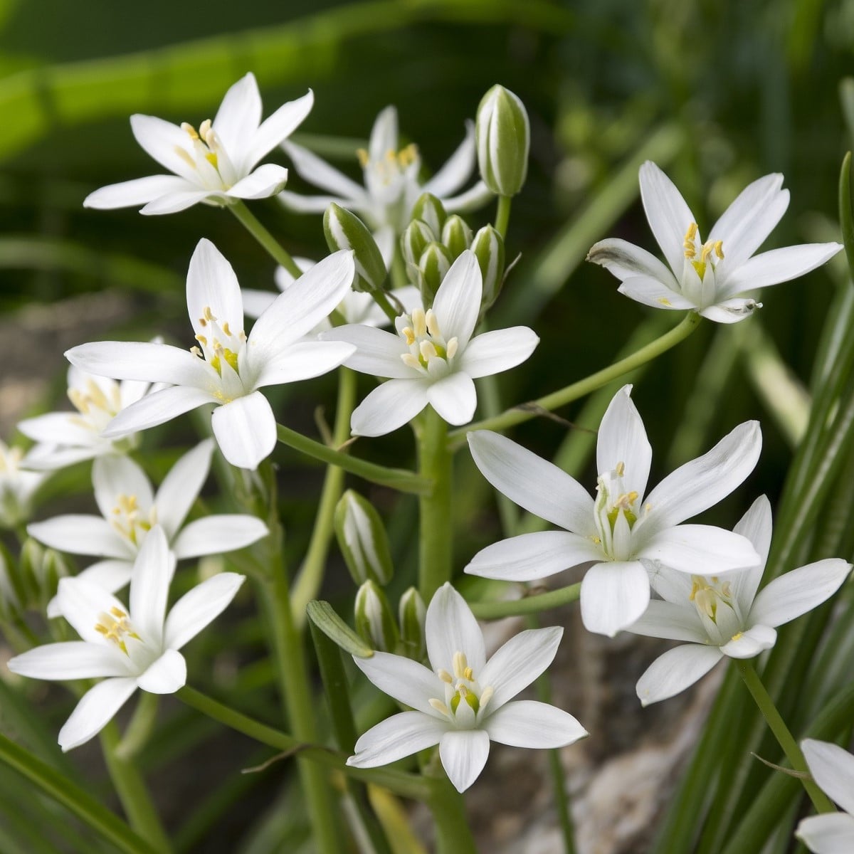 Snědek - Ornithogalum umbellatum - cibule snědku - 3 ks