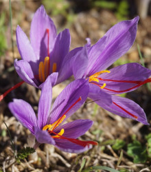 Šafrán setý - Crocus sativus - cibuloviny - 3 ks
