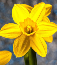 Narcis Carlton - Narcissus Carlton - cibuloviny - 3 ks