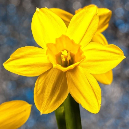 Narcis Carlton - Narcissus - cibule narcisu - 3 ks