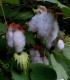 Mexická bavlna - Gossypium hirsutum - semena bavlny - 5 ks