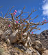 Pouštní růže - Adenium obesum - semena pouštní růže - 5 ks