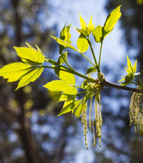 Javor jasanolistý - Acer negundo - semena javoru - 12 ks