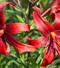 Lilie Red Tiger - Lilium - cibule lilie - 1 ks