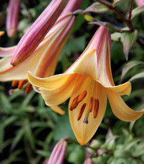 Lilie African Queen - Lilium - cibule lilie - 1 ks