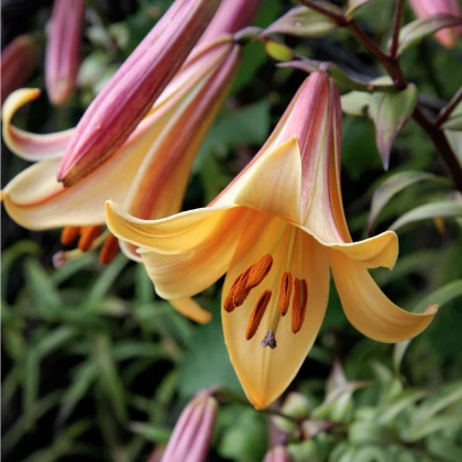 Lilie African Queen - Lilium - cibule lilie - 1 ks