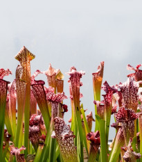 Špirlice náhorní - Sarracenia oreophilla var. ornata - semena špirlice - 8 ks