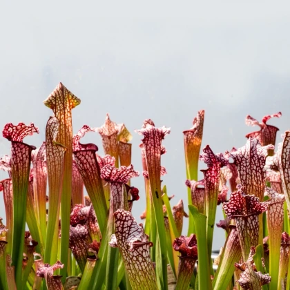 Špirlice náhorní - Sarracenia oreophilla var. ornata - semena špirlice - 8 ks