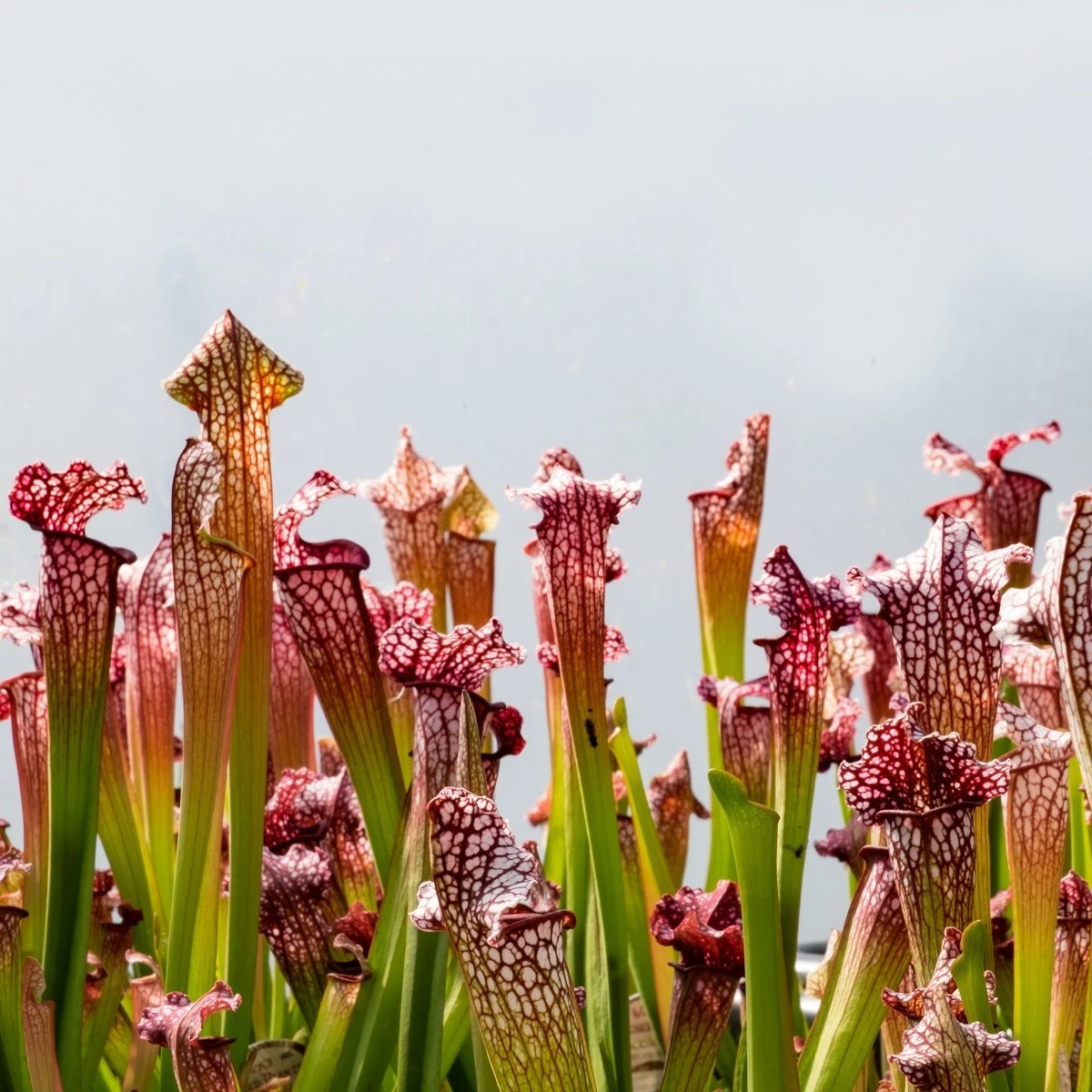Špirlice náhorní - Sarracenia oreophilla var. ornata - semena špirlice - 8 ks