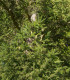 Smrk Wilsonův - Picea wilsonii - semena smrku - 12 ks