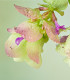 Okrasné oregano Kirigami - Origanum rotundifolia - semena oregana - 18 ks