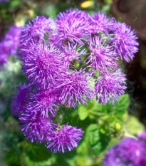 Nestařec americký Red Sea - Ageratum houstonianum - semena nestařce - 30 ks