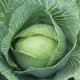 BIO Zelí bílé Marner Lagerweiß - Brassica oleracea - bio semena zelí - 25 ks