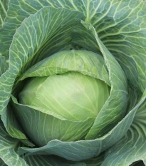 BIO Zelí bílé Marner Lagerweiß - Brassica oleracea - bio semena zelí - 25 ks