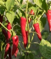 BIO Chilli Kajenský pepř - Capsicum annuum - bio semena chilli - 7 ks